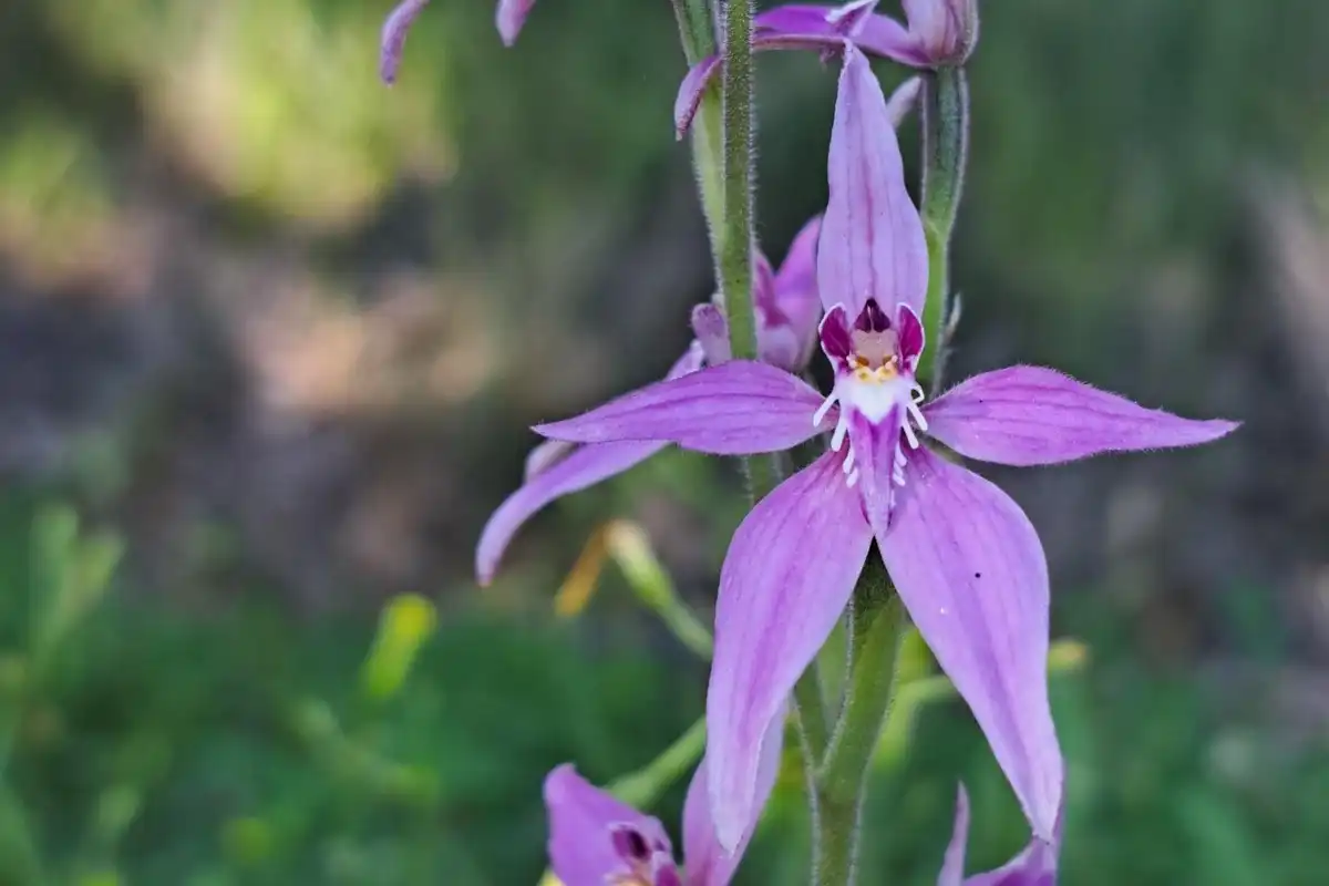 Close up of a purple orchid